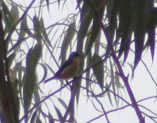 Fawn-breasted Tanager - ML620048331
