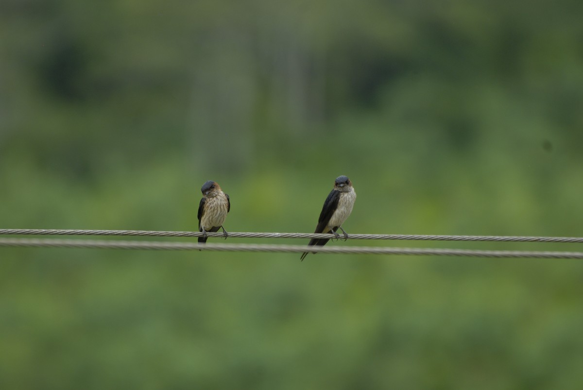 Barn Swallow - ML620048341