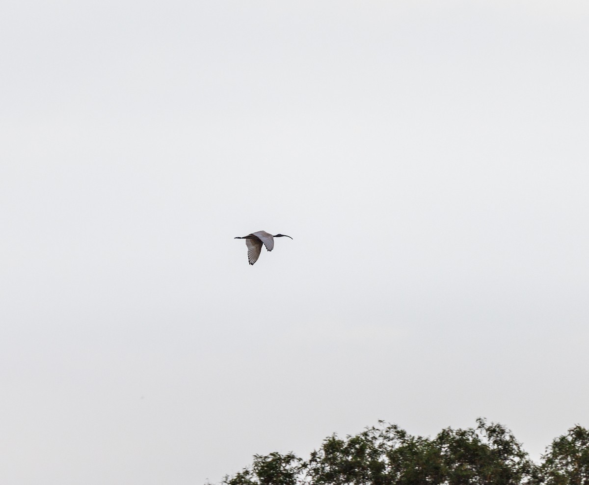 ibis australský - ML620048343