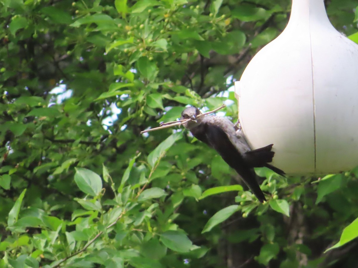 Purple Martin - ML620048345