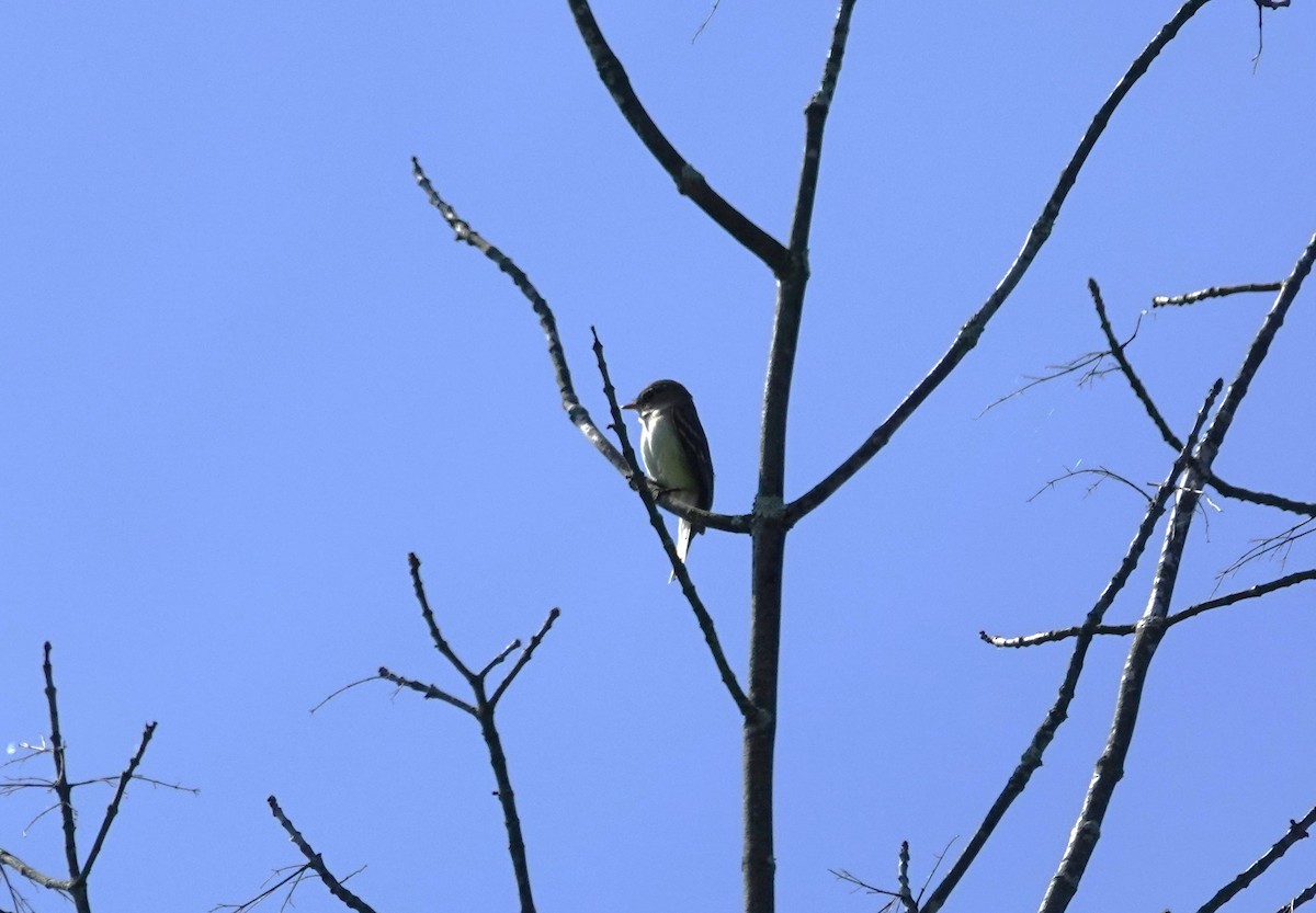 Least Flycatcher - ML620048349