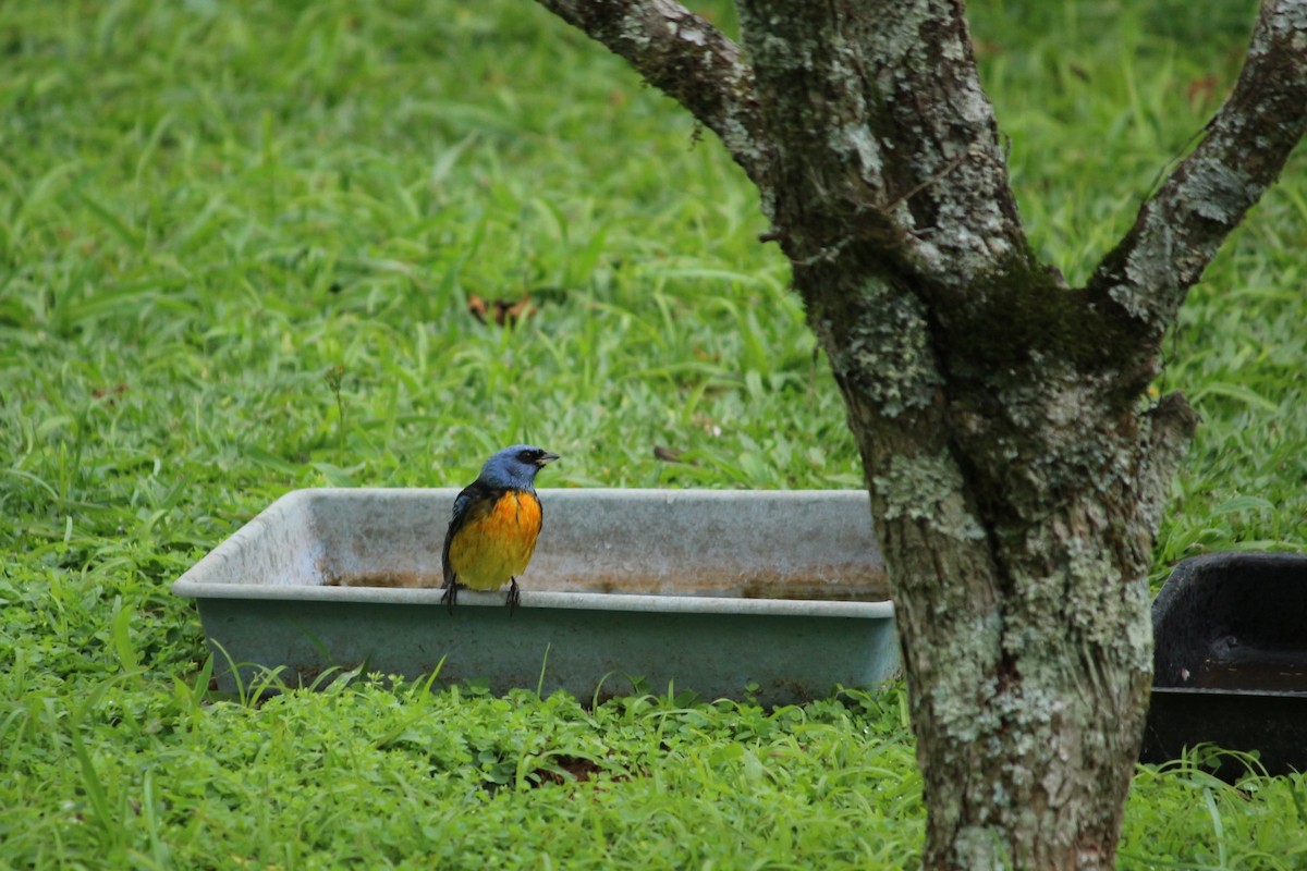 Blue-and-yellow Tanager - ML620048364
