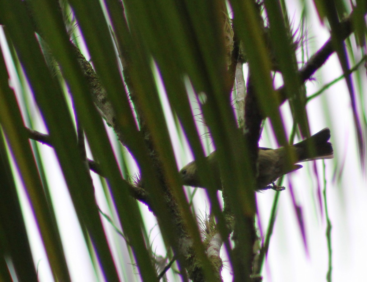 Palm Tanager - ML620048370