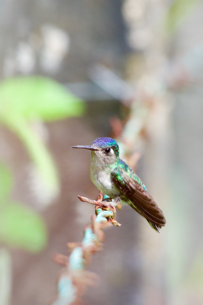 kolibřík fialovohlavý - ML620048372