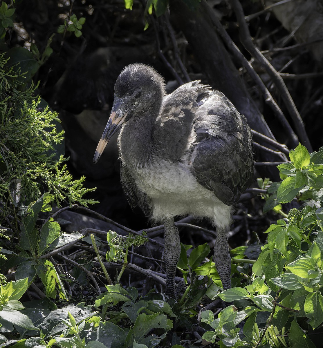 ibis bílý - ML620048381