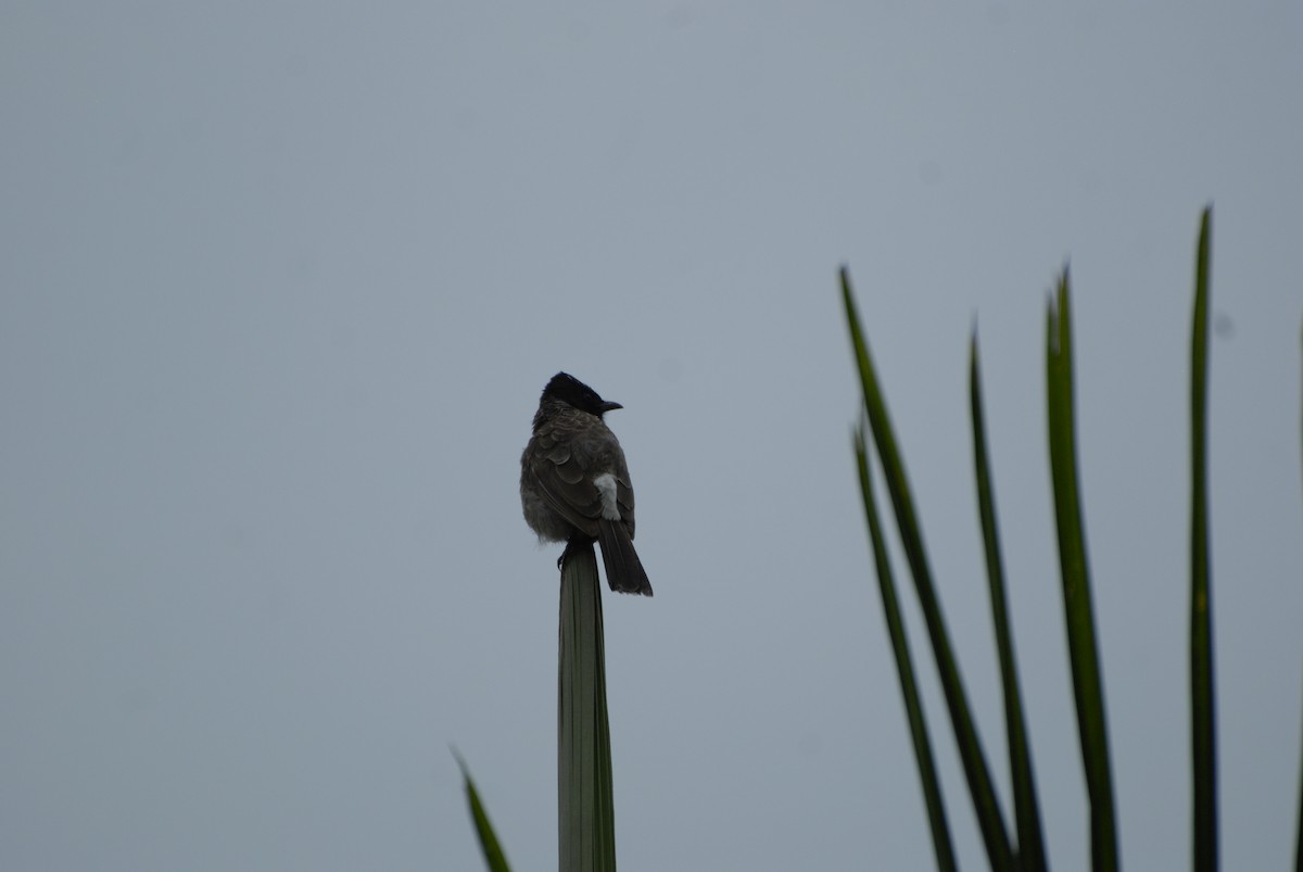 Red-vented Bulbul - ML620048386