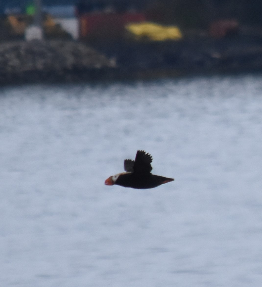 Tufted Puffin - ML620048392
