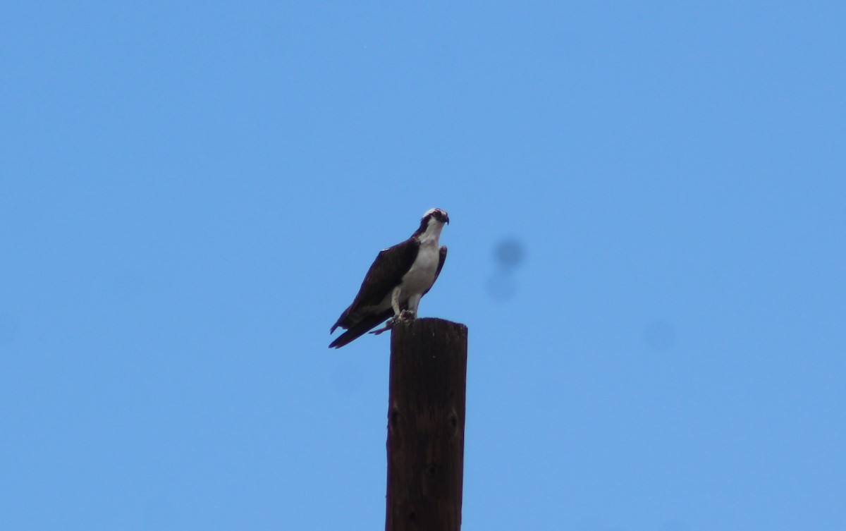 Águila Pescadora - ML620048394