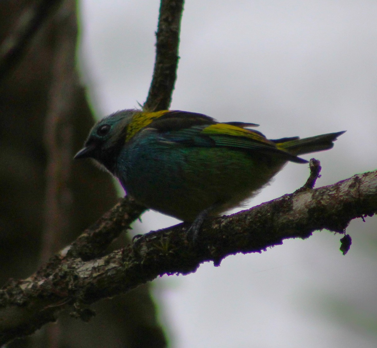 Green-headed Tanager - ML620048398