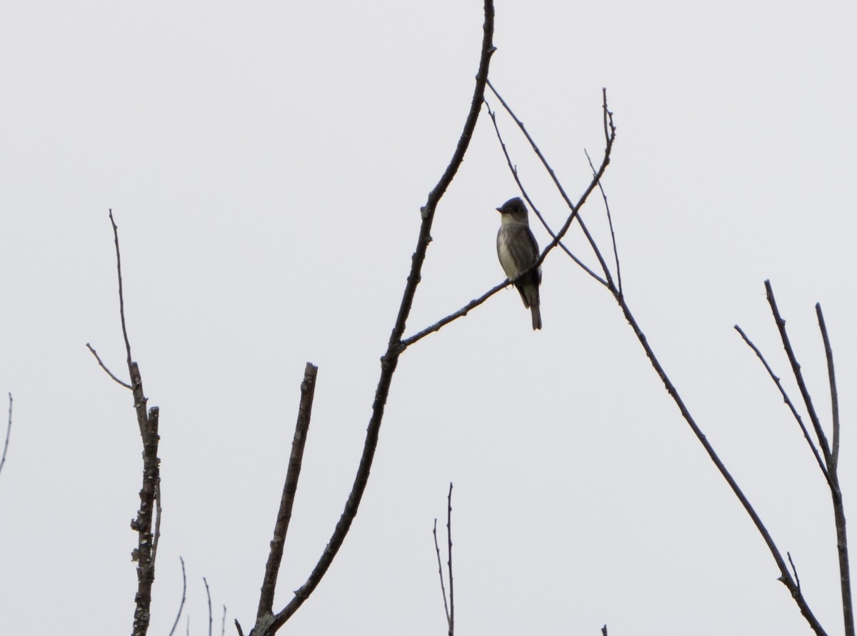 Olive-sided Flycatcher - ML620048407