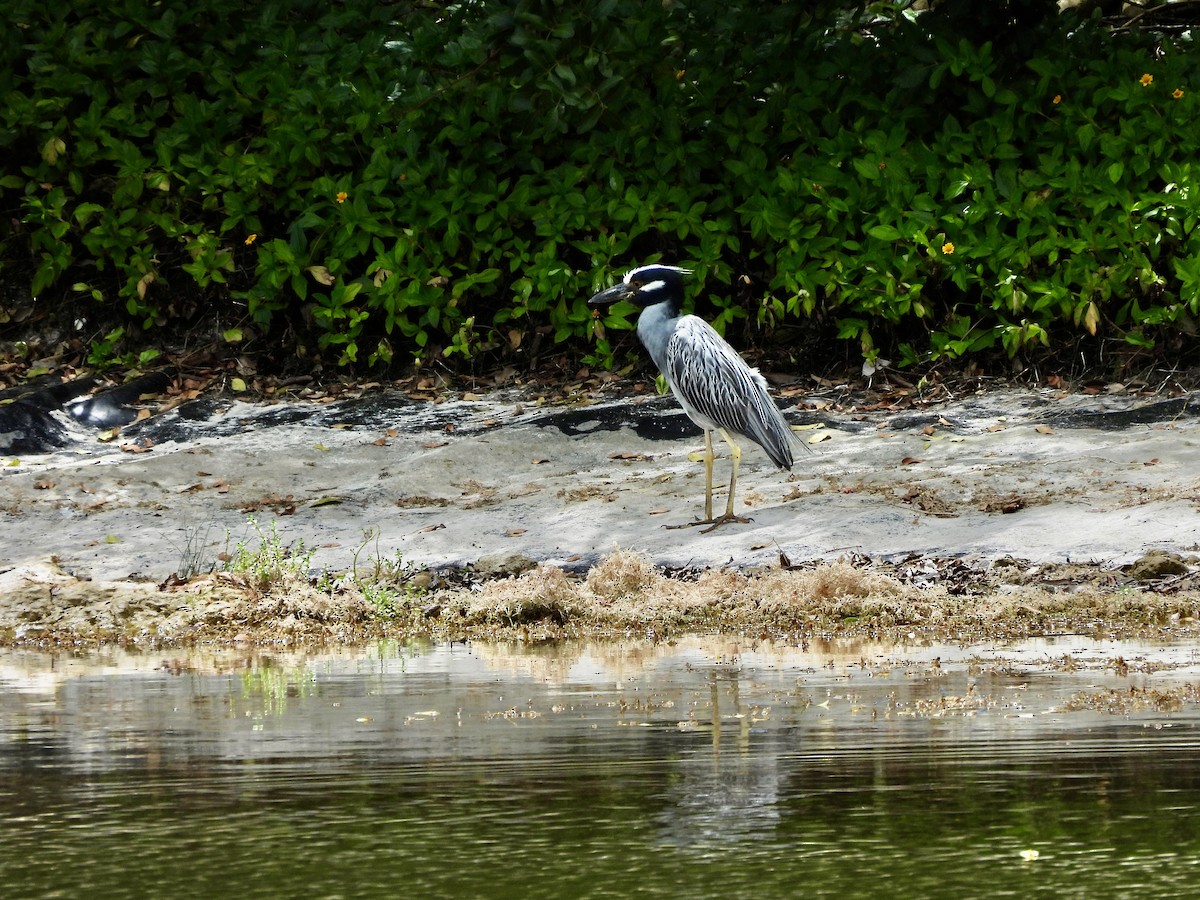 Yellow-crowned Night Heron - ML620048408