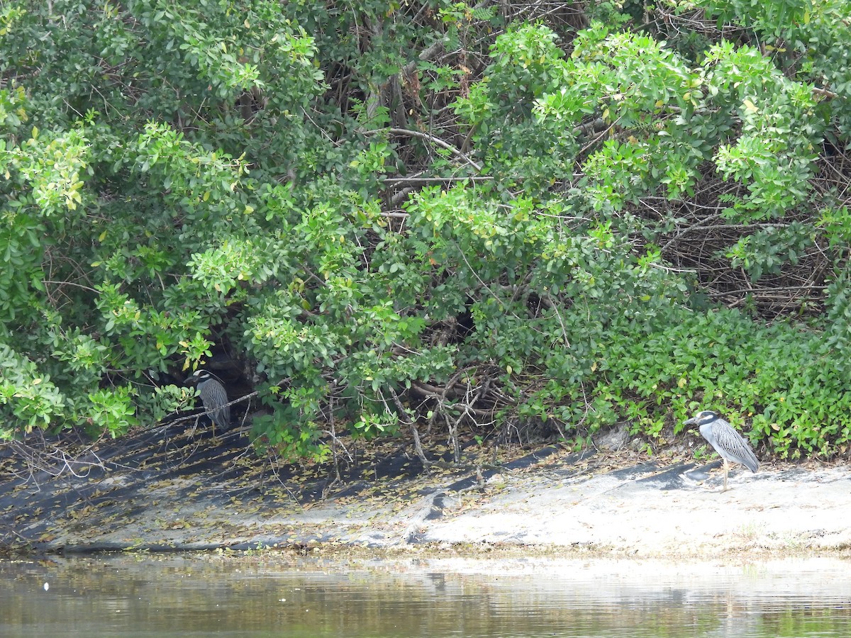 Yellow-crowned Night Heron - ML620048409