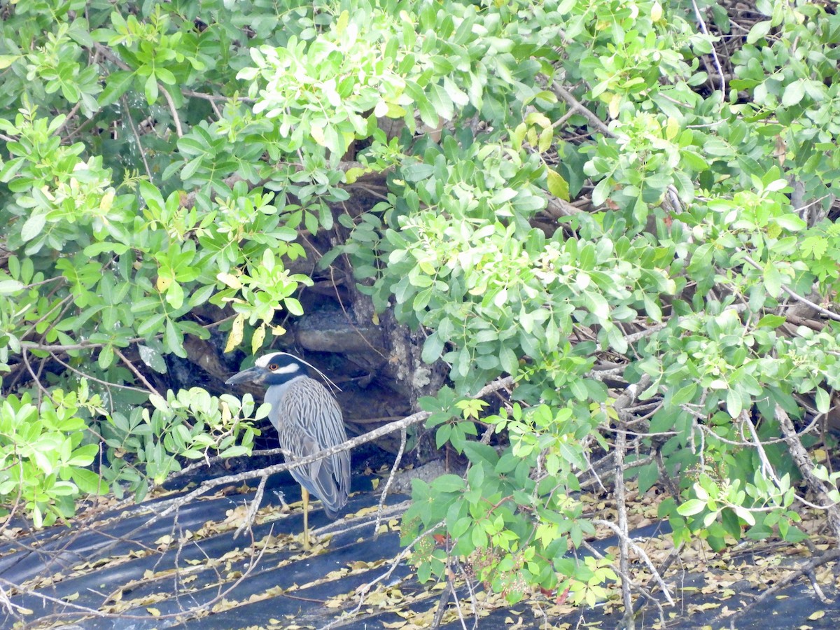 Yellow-crowned Night Heron - ML620048410