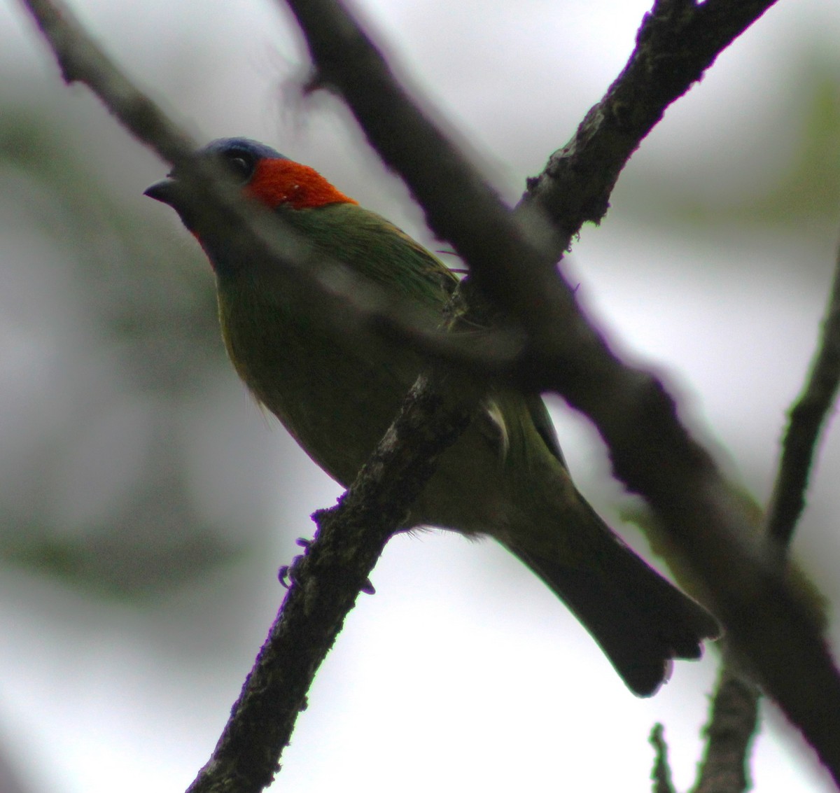 Red-necked Tanager - ML620048414