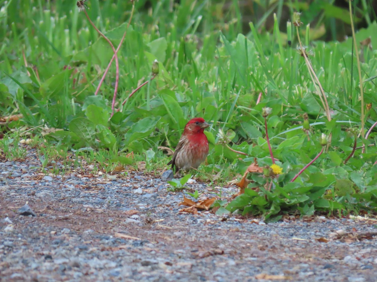 House Finch - ML620048423