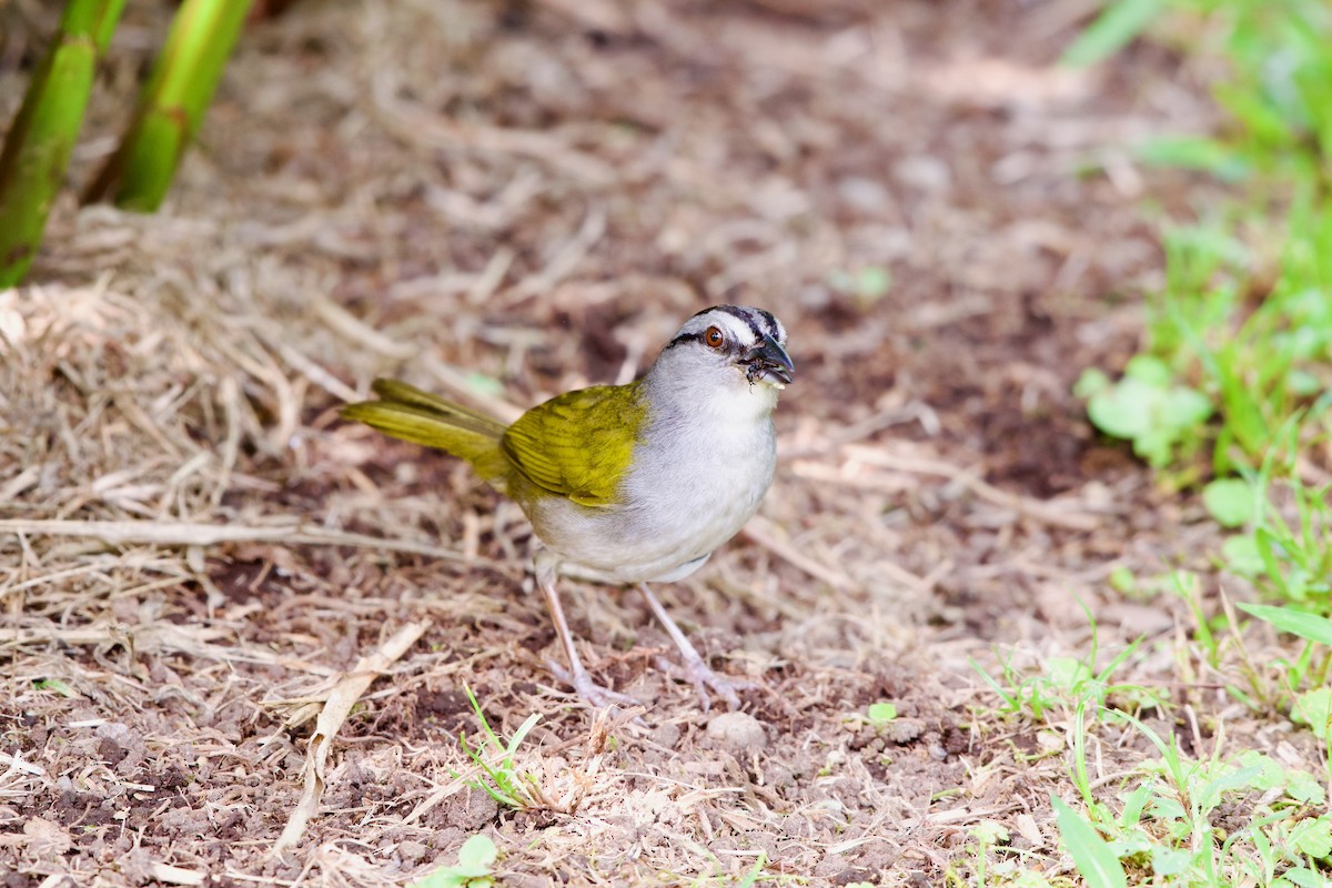 Black-striped Sparrow - ML620048424