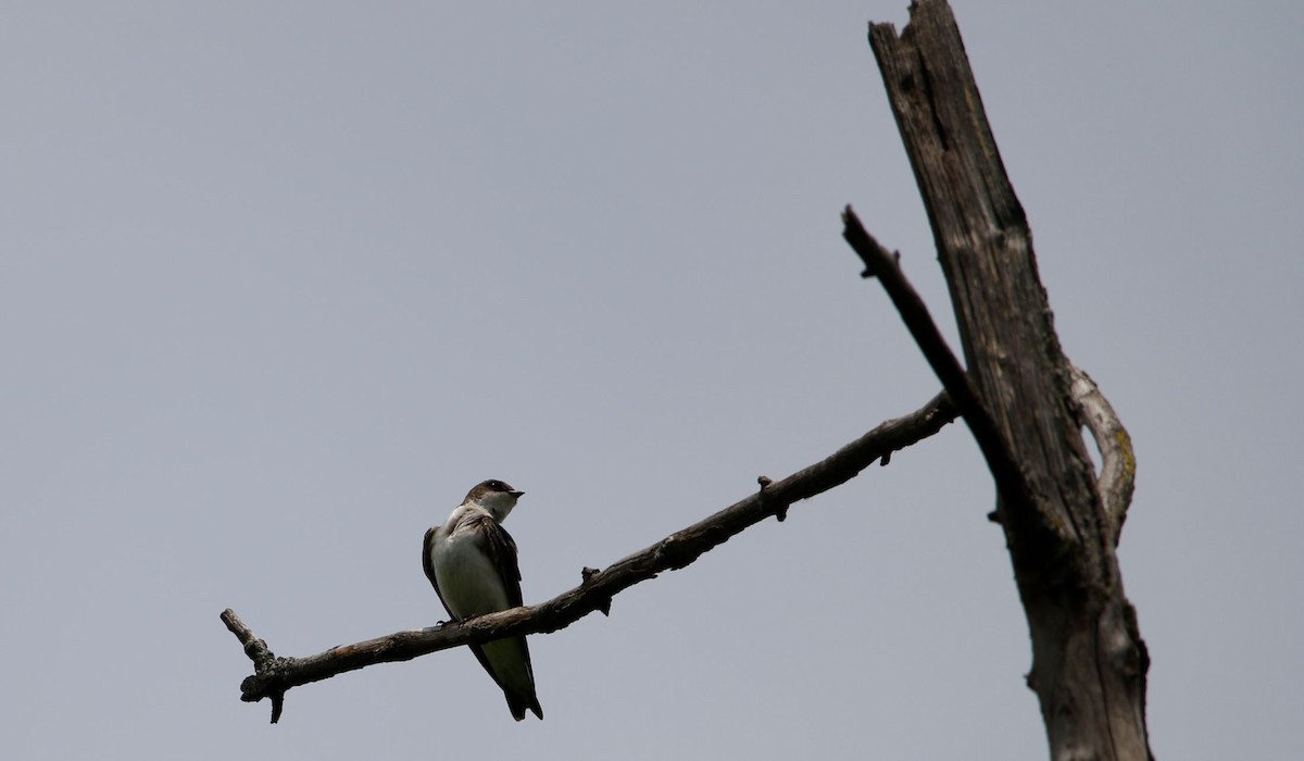 Northern Rough-winged Swallow - Justin Bush