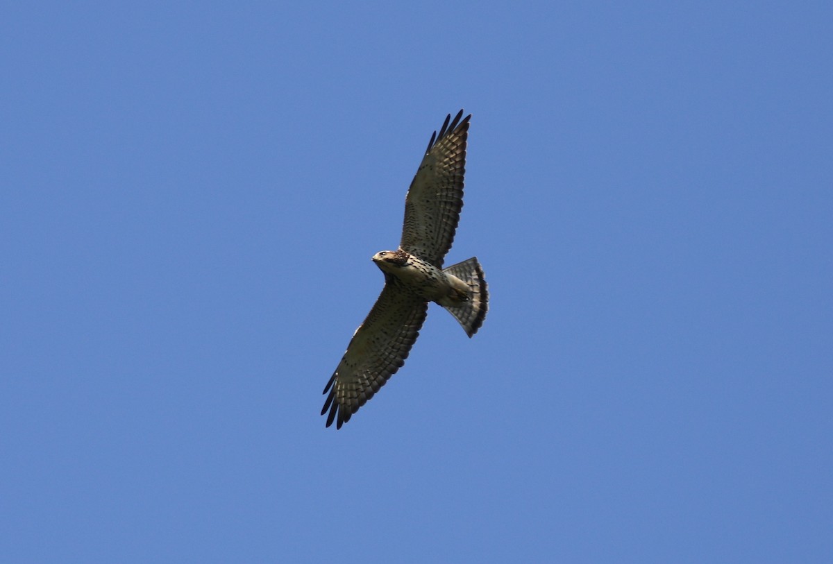 Broad-winged Hawk (Northern) - ML620048432
