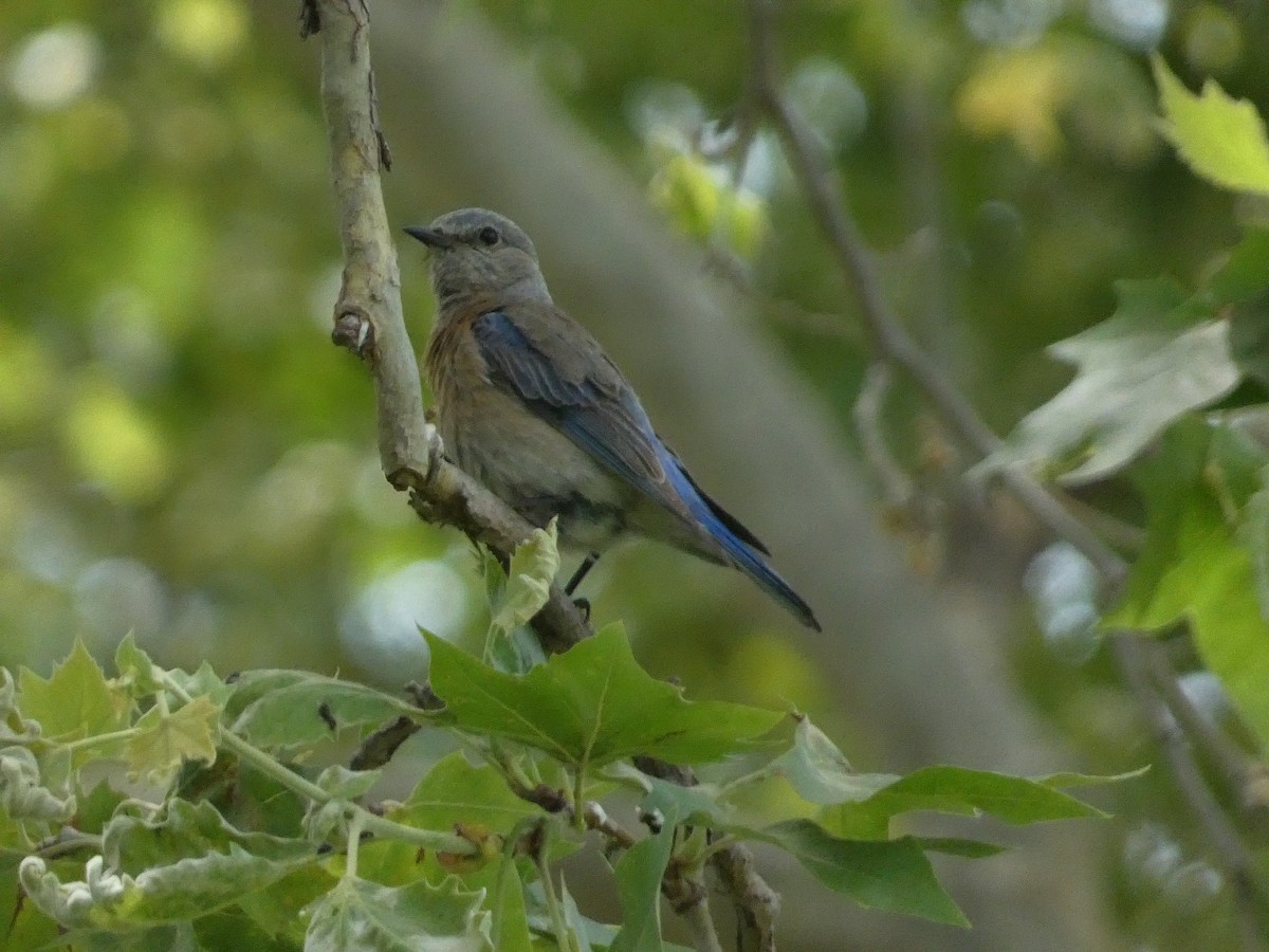 Western Bluebird - ML620048445