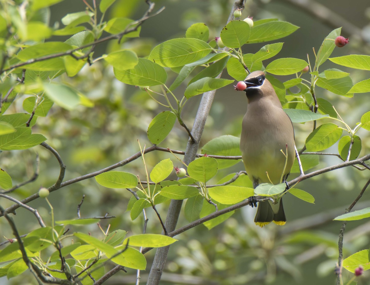 Cedar Waxwing - ML620048455