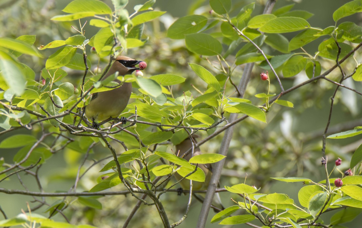 Cedar Waxwing - ML620048456