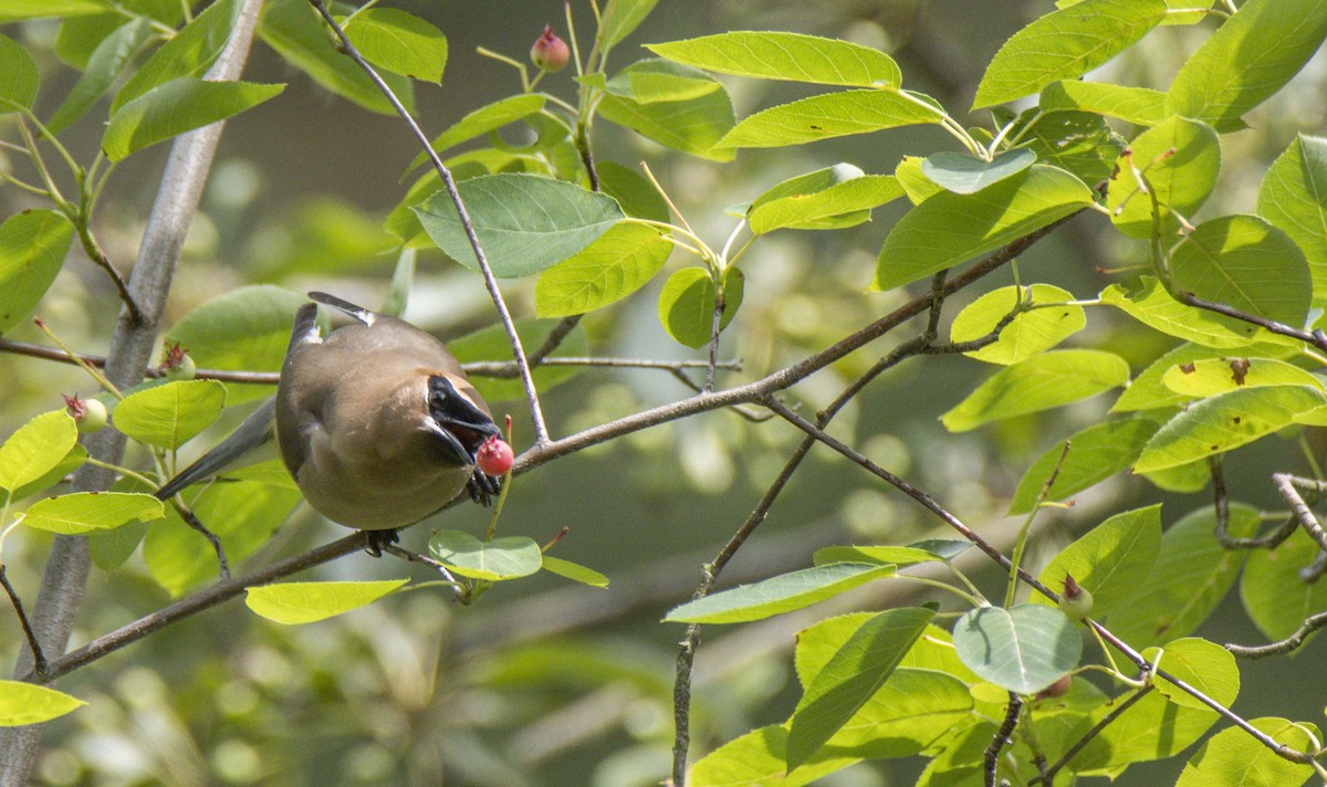 Cedar Waxwing - ML620048457