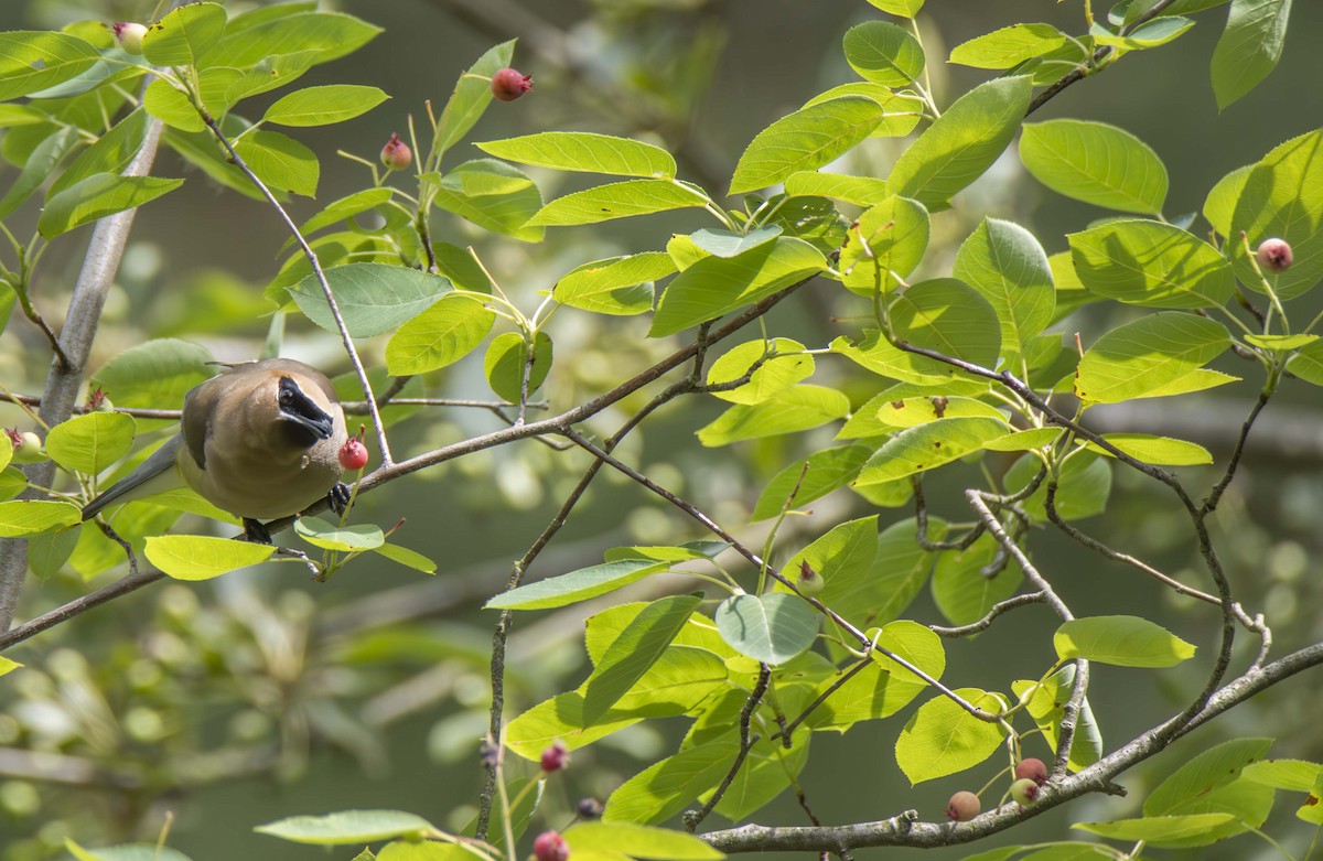 Cedar Waxwing - ML620048458