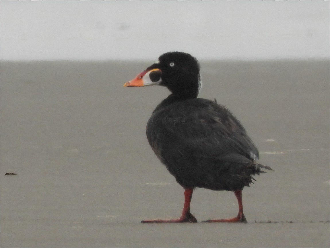 Surf Scoter - Patricia Teague