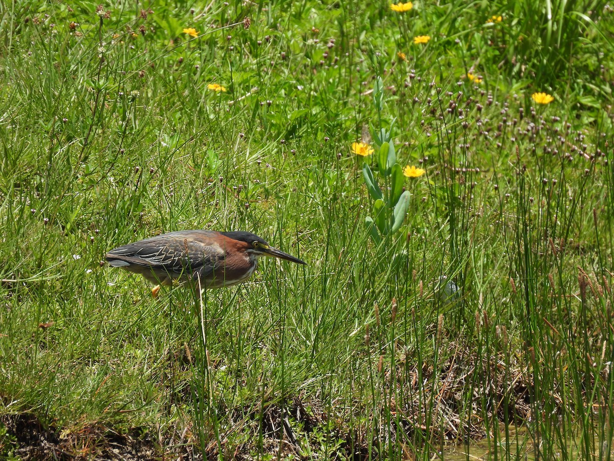 Green Heron - ML620048472