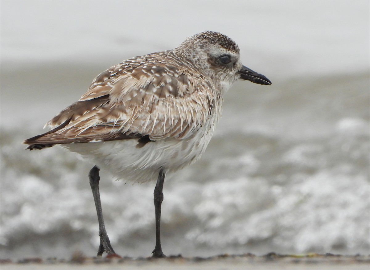 Black-bellied Plover - ML620048476