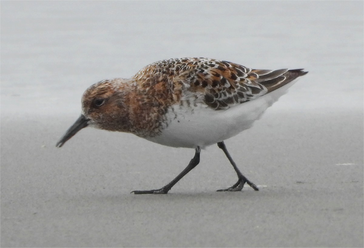 Bécasseau sanderling - ML620048501