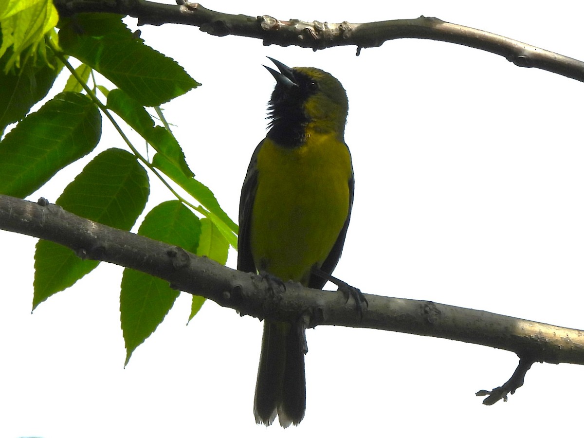 Orchard Oriole - ML620048507
