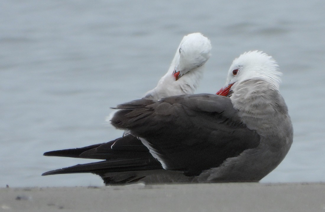 Heermann's Gull - ML620048520