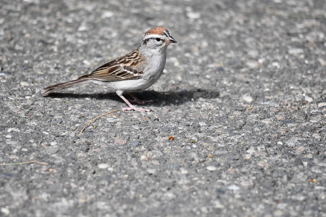 Chipping Sparrow - ML620048540