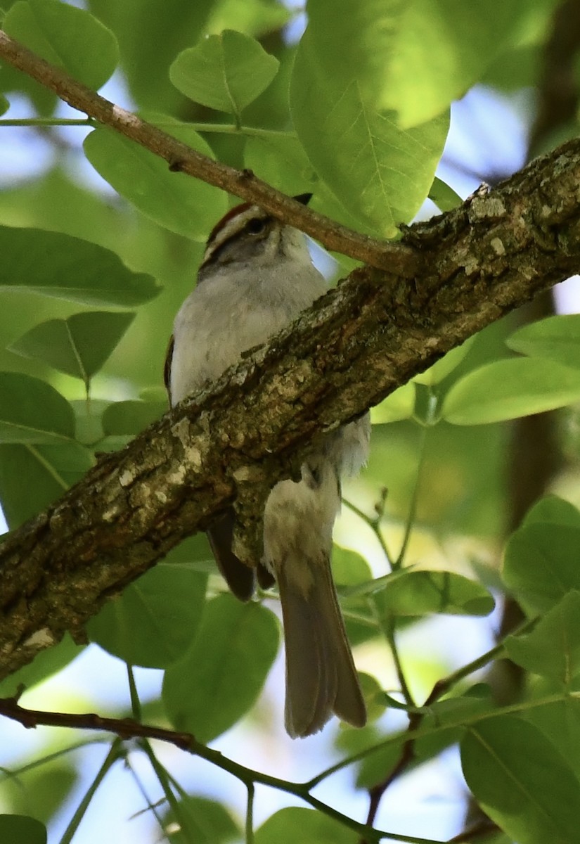 Chipping Sparrow - ML620048548