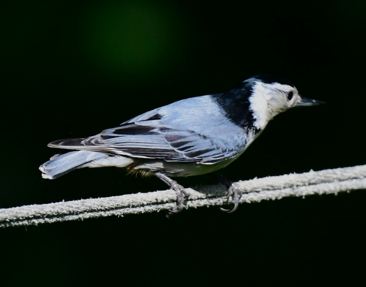 White-breasted Nuthatch - ML620048550