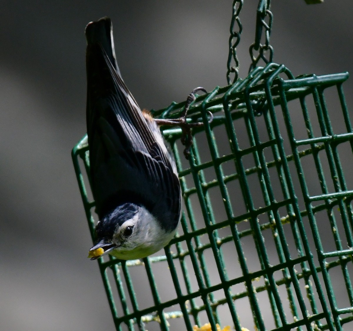 White-breasted Nuthatch - ML620048552
