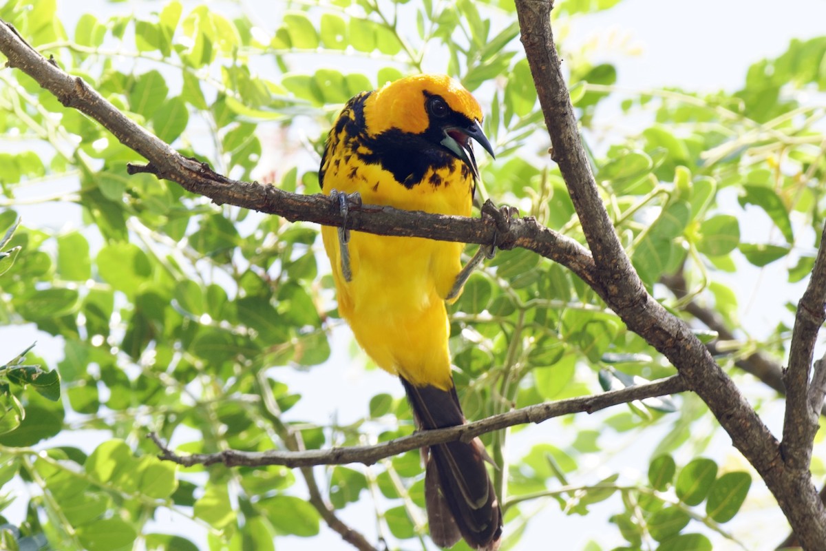 Spot-breasted Oriole - ML620048555