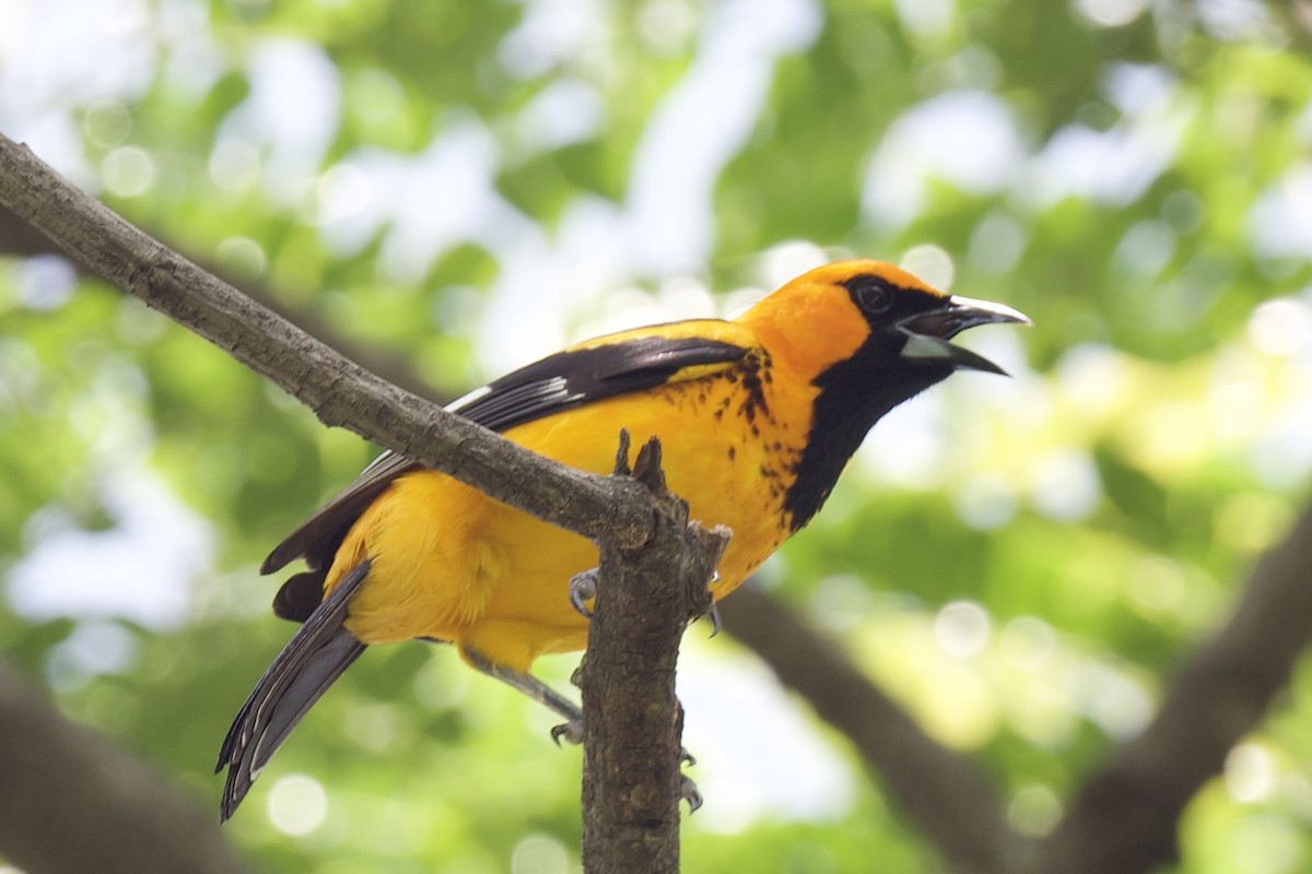 Spot-breasted Oriole - ML620048559