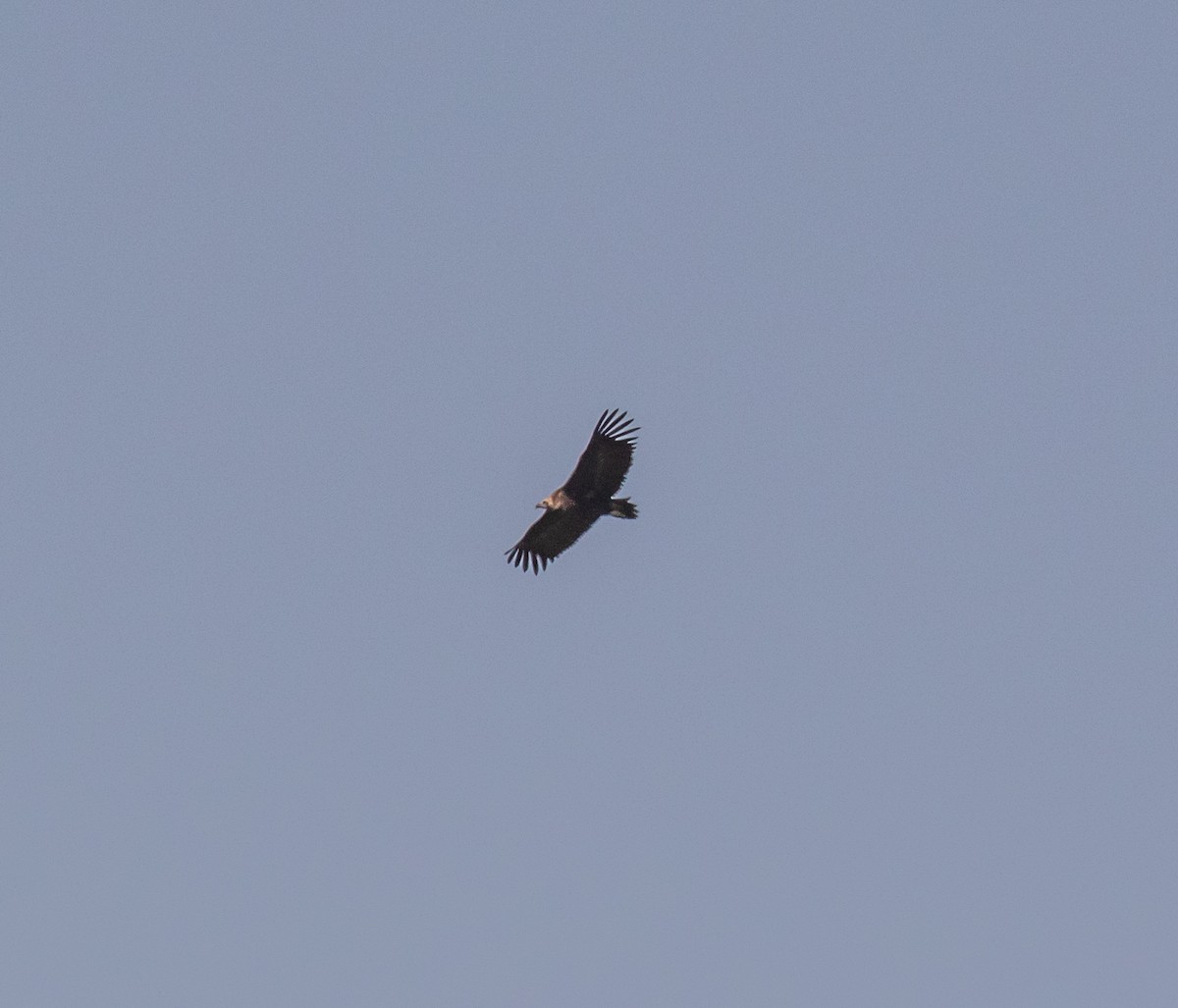 Cinereous Vulture - ML620048570