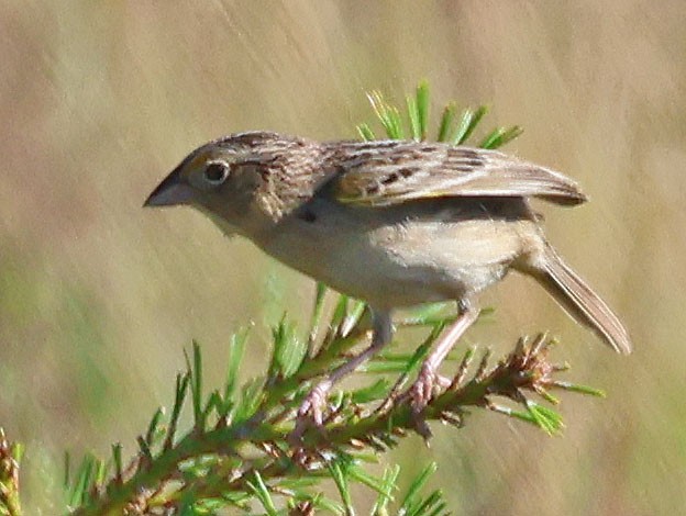 Grasshopper Sparrow - ML620048574