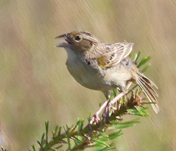 Grasshopper Sparrow - ML620048575