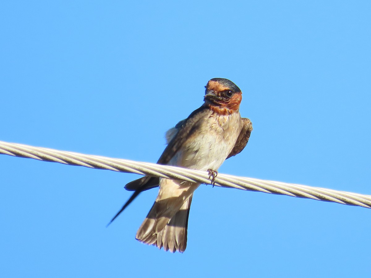 Cliff Swallow (melanogaster) - ML620048592