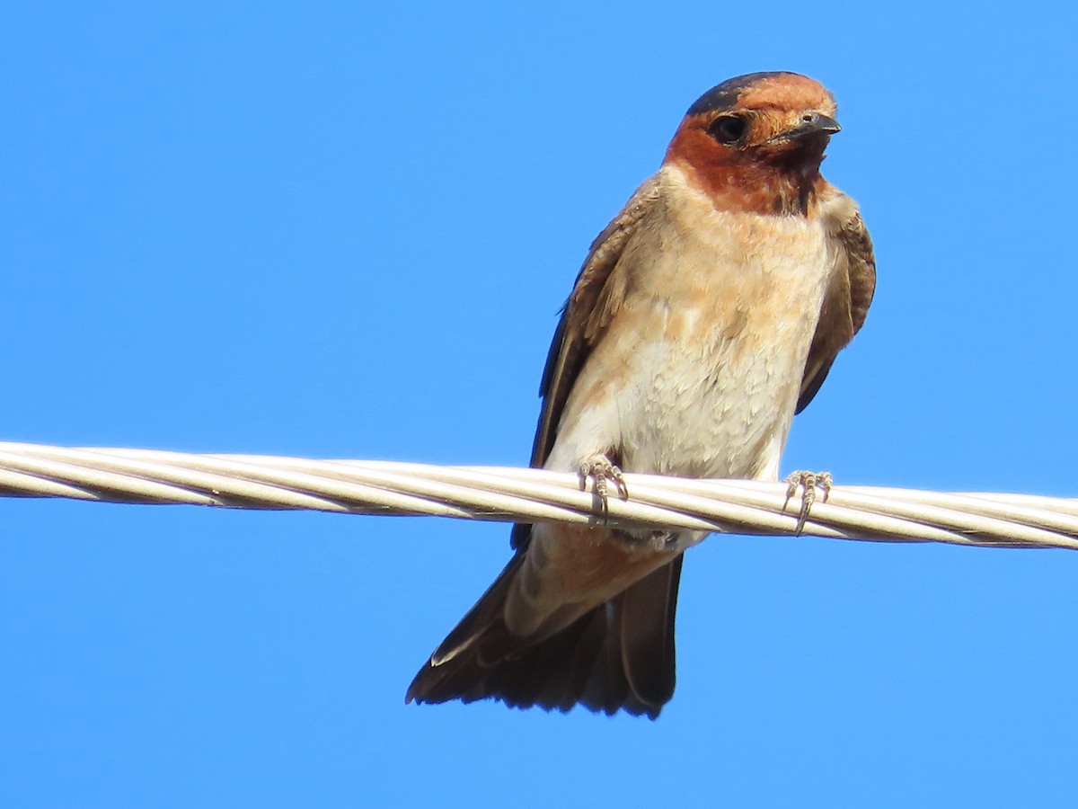 Cliff Swallow (melanogaster) - ML620048612