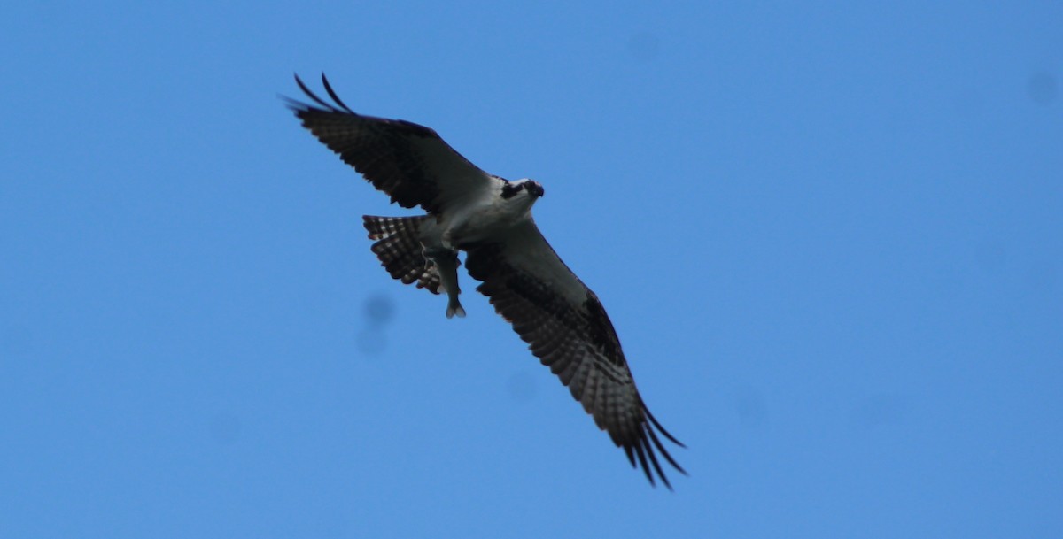 Balbuzard pêcheur - ML620048621