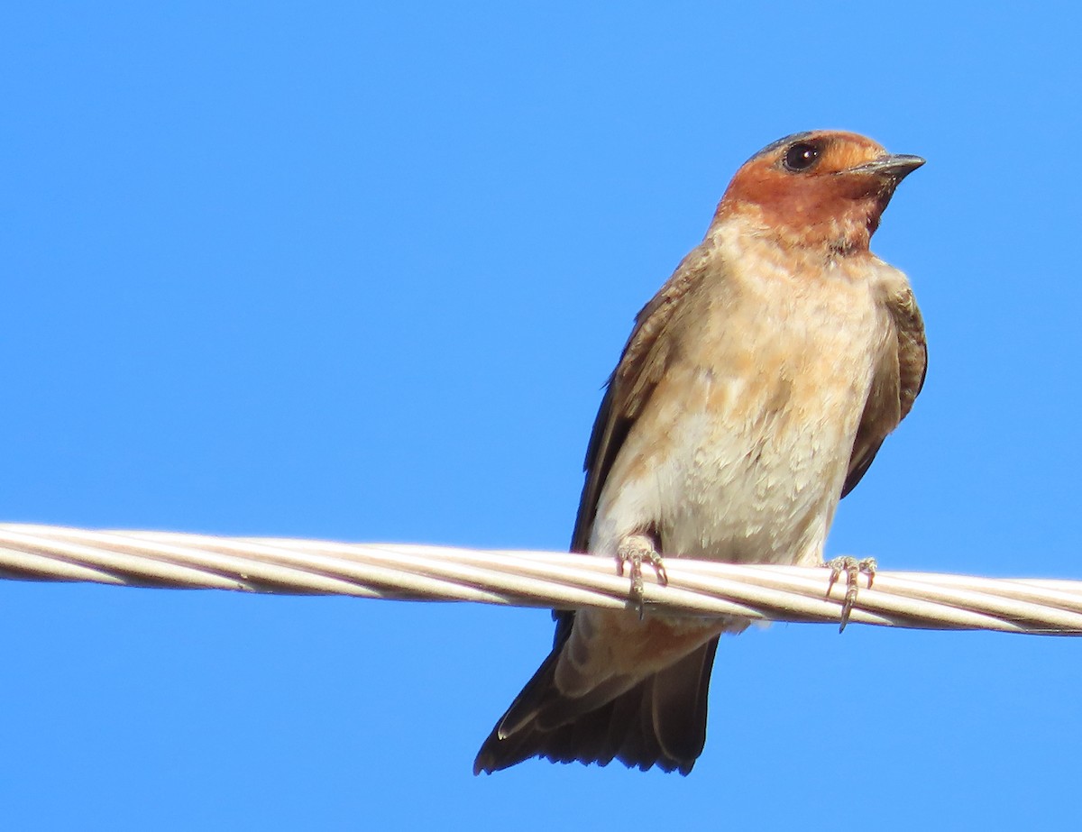 Cliff Swallow (melanogaster) - ML620048624