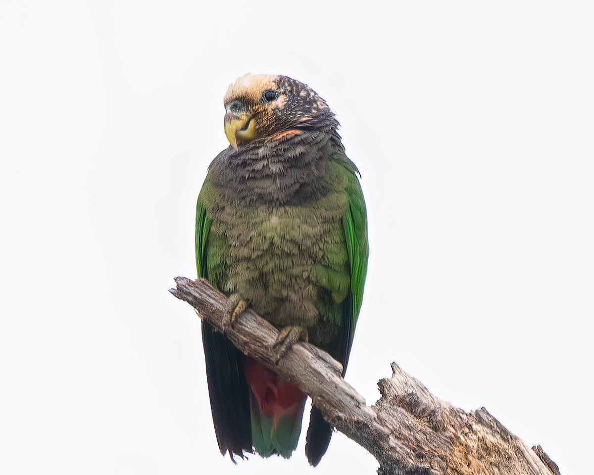 Speckle-faced Parrot - ML620048626