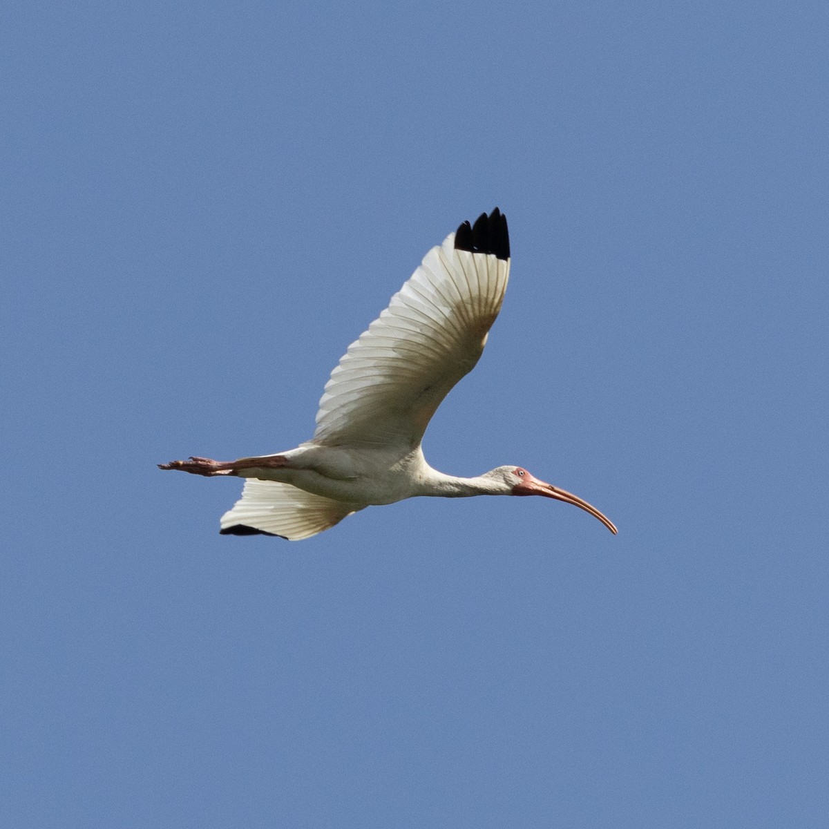 ibis bílý - ML620048627