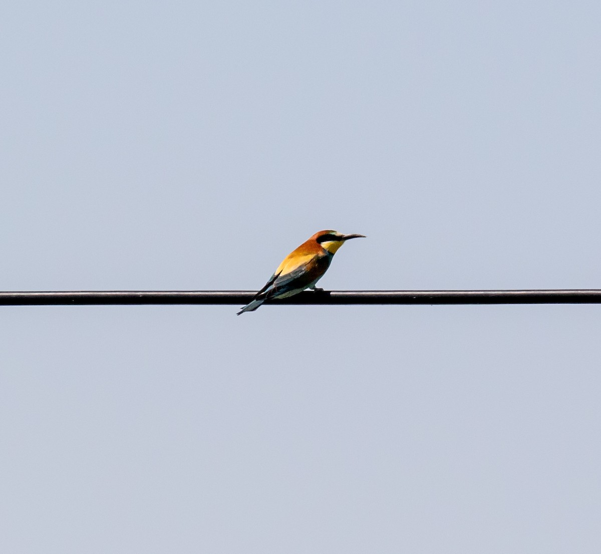 European Bee-eater - ML620048633