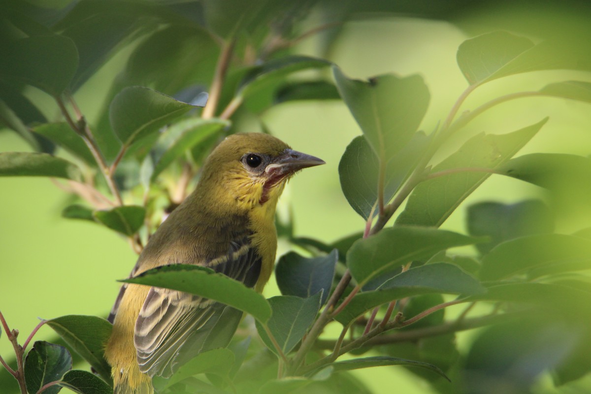 Orchard Oriole - ML620048635